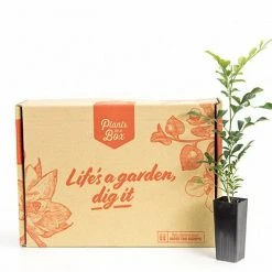 Hedge Murraya Hip-High Shrubs