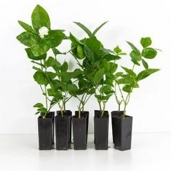 Shrubs Full Sun Jasminum 'Grand Duke Of Tuscany'