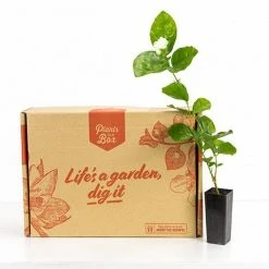 Shrubs Full Sun Jasminum 'Grand Duke Of Tuscany' 9 Shrubs Full Sun Jasminum 'Grand Duke Of Tuscany'