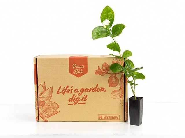 Shrubs Full Sun Jasminum 'Grand Duke Of Tuscany' 6 Shrubs Full Sun Jasminum 'Grand Duke Of Tuscany'