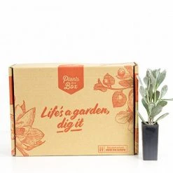 Succulents Full Sun Kalanchoe Pumila ‘Quicksilver'