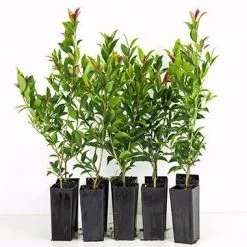 Hedge Syzygium Winter Lights Shrubs