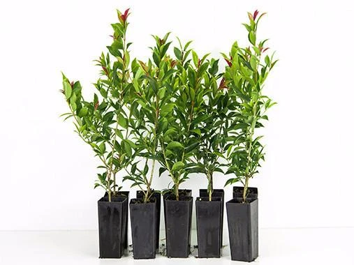 Hedge Syzygium Winter Lights Shrubs 3 Hedge Syzygium Winter Lights Shrubs