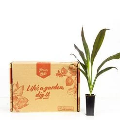 Shrubs Full Sun Cordyline Fruticosa 'Negra'