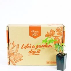 Shrubs Full Sun Hedera Helix "Star" 13 Shrubs Full Sun Hedera Helix