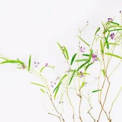 Shrubs Hardenbergia Violacea Full Sun