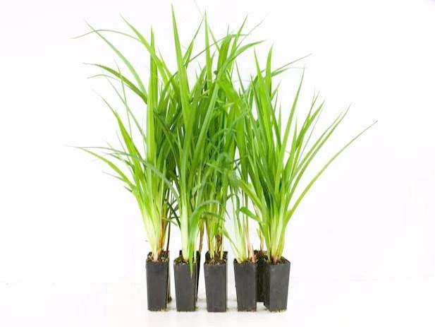 Shrubs Dianella Caerulea 3 Shrubs Dianella Caerulea