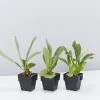 Indoor Garden Platycerium Netherlands - Compact Staghorn 85mm Pet-Friendly Outdoor 2 Indoor Garden Platycerium Netherlands - Compact Staghorn 85mm Pet-Friendly Outdoor