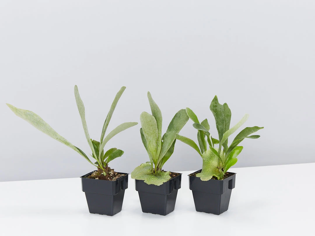 Indoor Garden Platycerium Netherlands - Compact Staghorn 85mm Pet-Friendly Outdoor 3 Indoor Garden Platycerium Netherlands - Compact Staghorn 85mm Pet-Friendly Outdoor