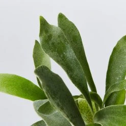 Indoor Garden Platycerium Netherlands - Compact Staghorn 85mm Pet-Friendly Outdoor 8 Indoor Garden Platycerium Netherlands - Compact Staghorn 85mm Pet-Friendly Outdoor