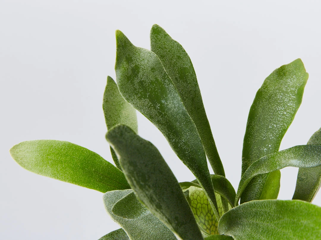 Indoor Garden Platycerium Netherlands - Compact Staghorn 85mm Pet-Friendly Outdoor 5 Indoor Garden Platycerium Netherlands - Compact Staghorn 85mm Pet-Friendly Outdoor