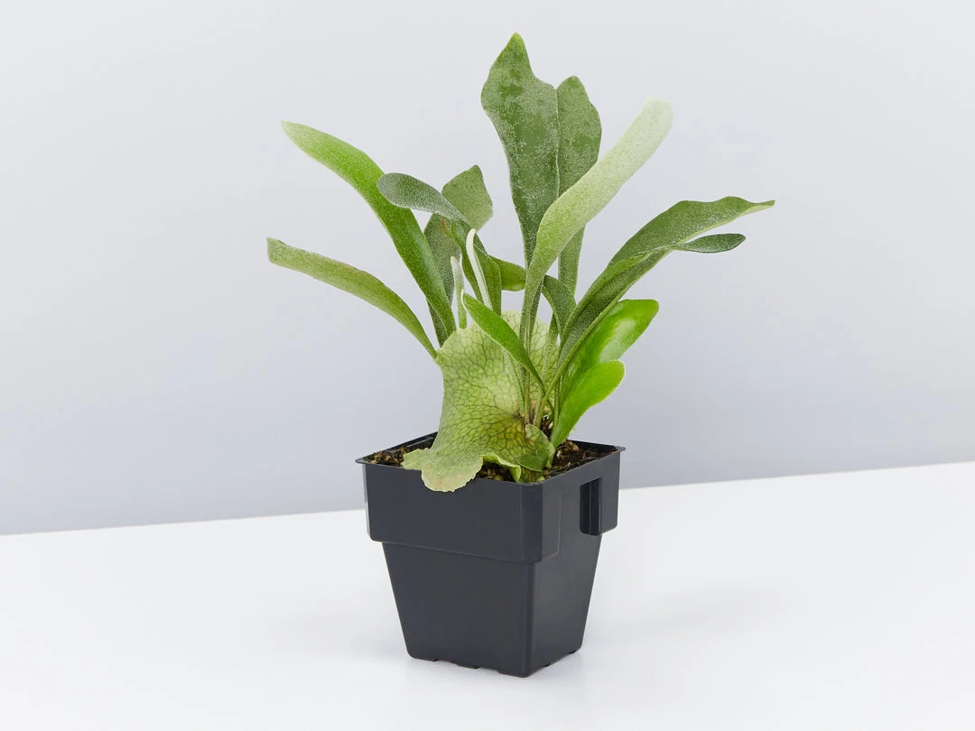Indoor Garden Platycerium Netherlands - Compact Staghorn 85mm Pet-Friendly Outdoor 4 Indoor Garden Platycerium Netherlands - Compact Staghorn 85mm Pet-Friendly Outdoor