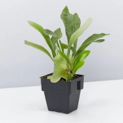 Indoor Garden Cat-Friendly Indoor Plant Pack - 85mm