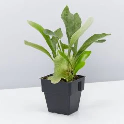 Indoor Garden Pet-Friendly✨ Indoor Plant Pack - 85mm Pet-friendly Indoor Plants 14 Indoor Garden Pet-Friendly???? Indoor Plant Pack - 85mm Pet-friendly Indoor Plants