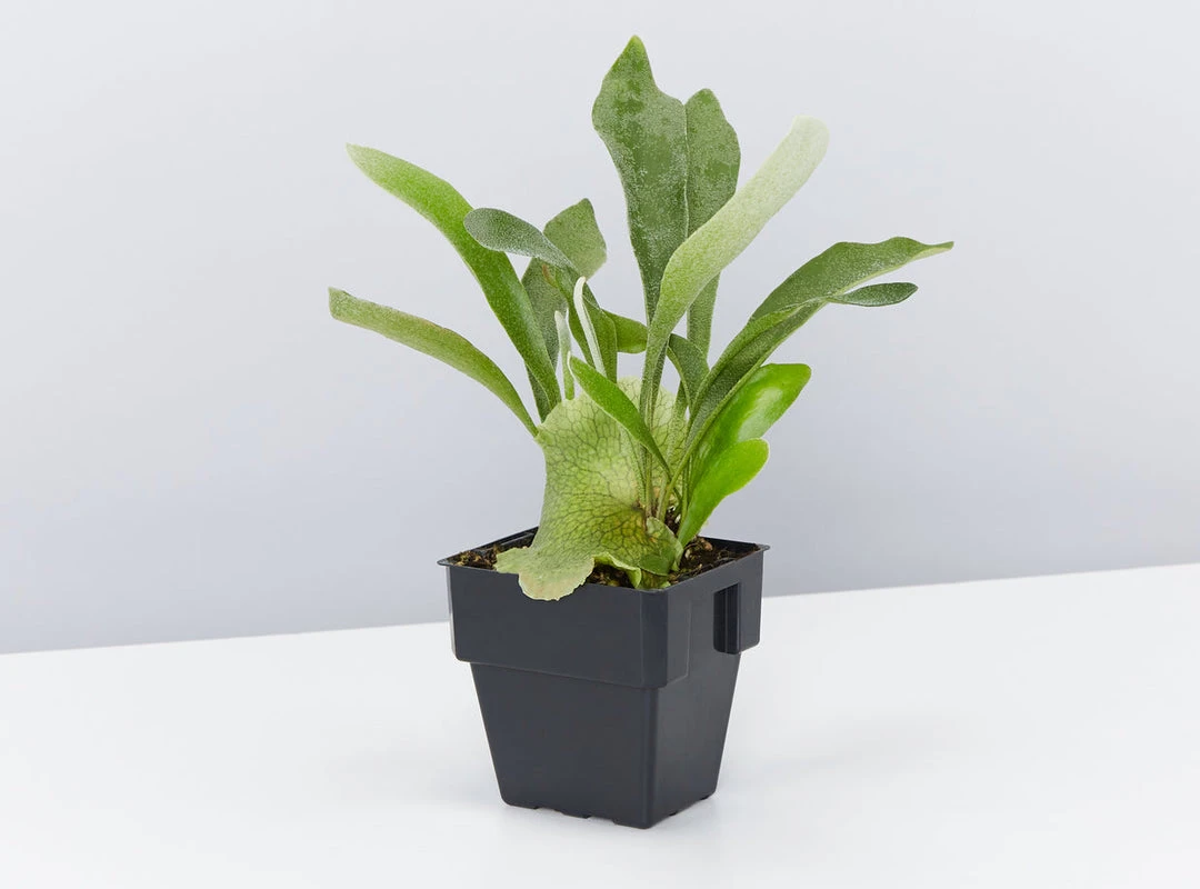 Indoor Garden Pet-Friendly✨ Indoor Plant Pack - 85mm Pet-friendly Indoor Plants 8 Indoor Garden Pet-Friendly???? Indoor Plant Pack - 85mm Pet-friendly Indoor Plants