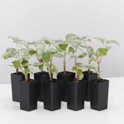 Shrubs Plectranthus Argentatus