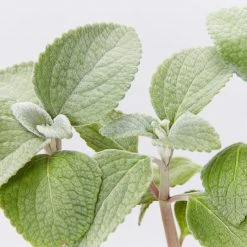 Shrubs Plectranthus Argentatus