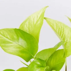 Indoor Garden Easy Care Plants The Water Propagation Box 16 Indoor Garden Easy Care Plants The Water Propagation Box