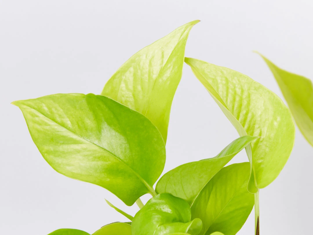 Indoor Garden Easy Care Plants The Water Propagation Box 7 Indoor Garden Easy Care Plants The Water Propagation Box