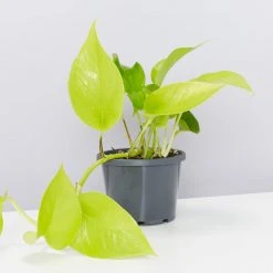 Pot + Plant Gift Box Pothos Goldilocks - Pot + Plant + Soil Easy Care Plants