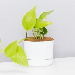 Pot + Plant Gift Box Pothos Goldilocks - Pot + Plant + Soil Easy Care Plants
