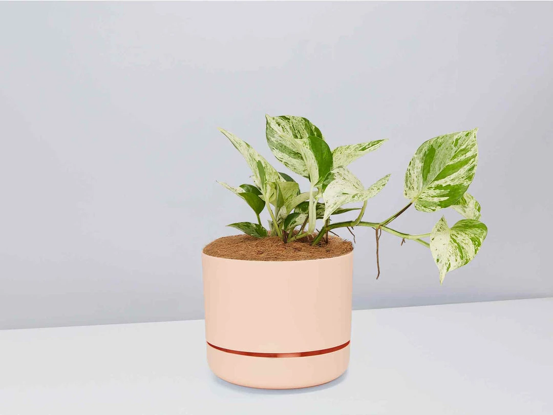 Pot + Plant Gift Box Pothos Marble Queen - Pot + Plant + Soil Pothos 'Devils Ivy' 11 Pot + Plant Gift Box Pothos Marble Queen - Pot + Plant + Soil Pothos 'Devils Ivy'