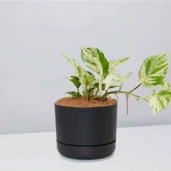 Pot + Plant Gift Box Pothos Marble Queen - Pot + Plant + Soil Pothos 'Devils Ivy' 24 Pot + Plant Gift Box Pothos Marble Queen - Pot + Plant + Soil Pothos 'Devils Ivy'