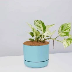 Pot + Plant Gift Box Pothos Marble Queen - Pot + Plant + Soil Pothos 'Devils Ivy' 25 Pot + Plant Gift Box Pothos Marble Queen - Pot + Plant + Soil Pothos 'Devils Ivy'