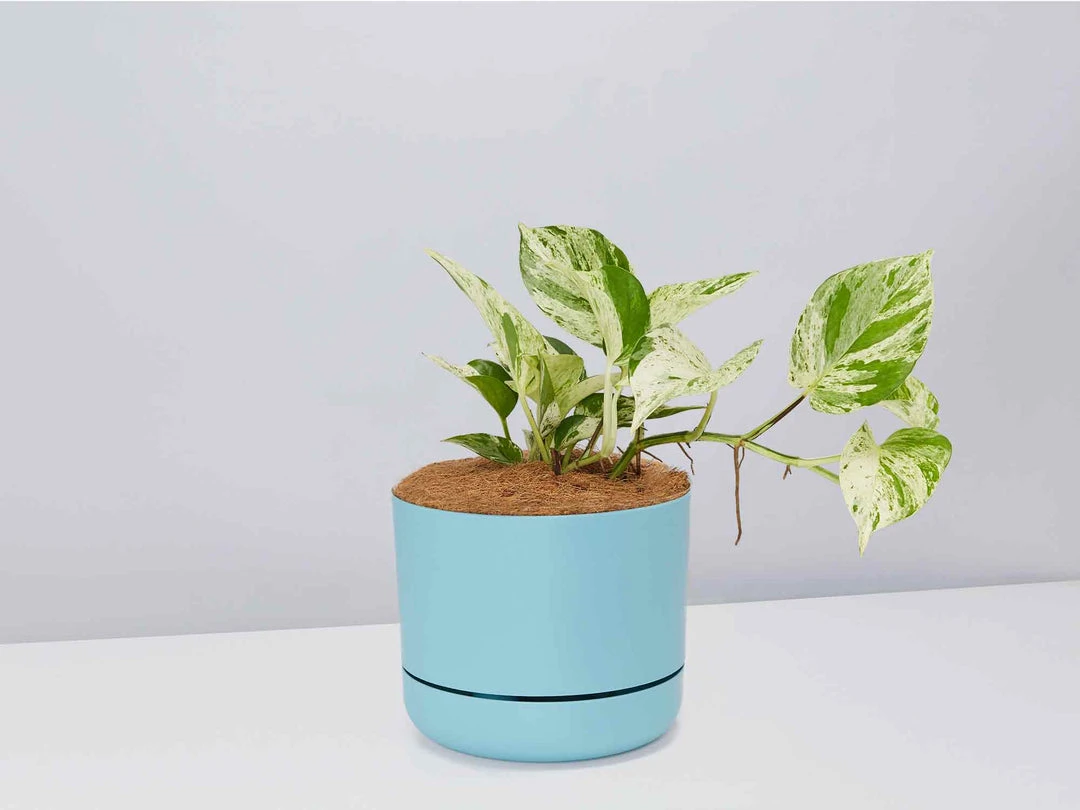 Pot + Plant Gift Box Pothos Marble Queen - Pot + Plant + Soil Pothos 'Devils Ivy' 7 Pot + Plant Gift Box Pothos Marble Queen - Pot + Plant + Soil Pothos 'Devils Ivy'