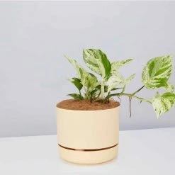 Pot + Plant Gift Box Pothos Marble Queen - Pot + Plant + Soil Pothos 'Devils Ivy' 30 Pot + Plant Gift Box Pothos Marble Queen - Pot + Plant + Soil Pothos 'Devils Ivy'