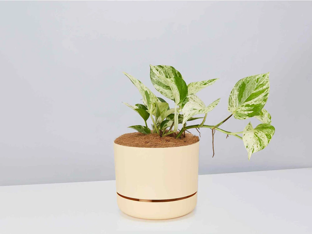 Pot + Plant Gift Box Pothos Marble Queen - Pot + Plant + Soil Pothos 'Devils Ivy' 12 Pot + Plant Gift Box Pothos Marble Queen - Pot + Plant + Soil Pothos 'Devils Ivy'