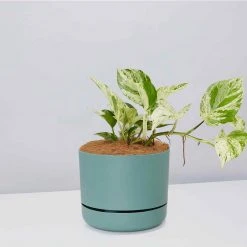 Pot + Plant Gift Box Pothos Marble Queen - Pot + Plant + Soil Pothos 'Devils Ivy' 33 Pot + Plant Gift Box Pothos Marble Queen - Pot + Plant + Soil Pothos 'Devils Ivy'