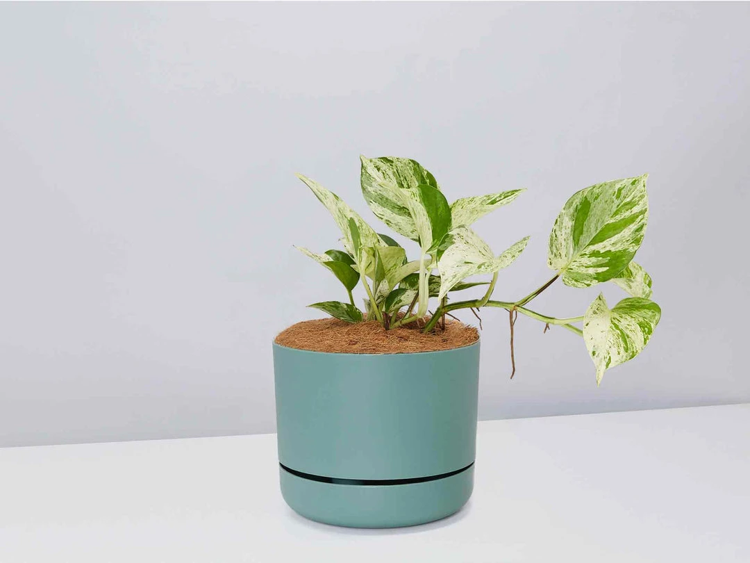 Pot + Plant Gift Box Pothos Marble Queen - Pot + Plant + Soil Pothos 'Devils Ivy' 15 Pot + Plant Gift Box Pothos Marble Queen - Pot + Plant + Soil Pothos 'Devils Ivy'
