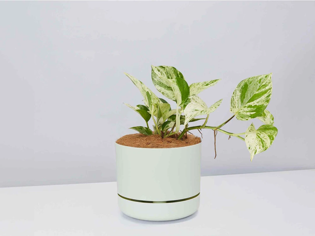 Pot + Plant Gift Box Pothos Marble Queen - Pot + Plant + Soil Pothos 'Devils Ivy' 4 Pot + Plant Gift Box Pothos Marble Queen - Pot + Plant + Soil Pothos 'Devils Ivy'