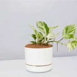 Pot + Plant Gift Box Pothos Marble Queen - Pot + Plant + Soil Pothos 'Devils Ivy' 31 Pot + Plant Gift Box Pothos Marble Queen - Pot + Plant + Soil Pothos 'Devils Ivy'