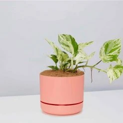 Pot + Plant Gift Box Pothos Marble Queen - Pot + Plant + Soil Pothos 'Devils Ivy' 26 Pot + Plant Gift Box Pothos Marble Queen - Pot + Plant + Soil Pothos 'Devils Ivy'