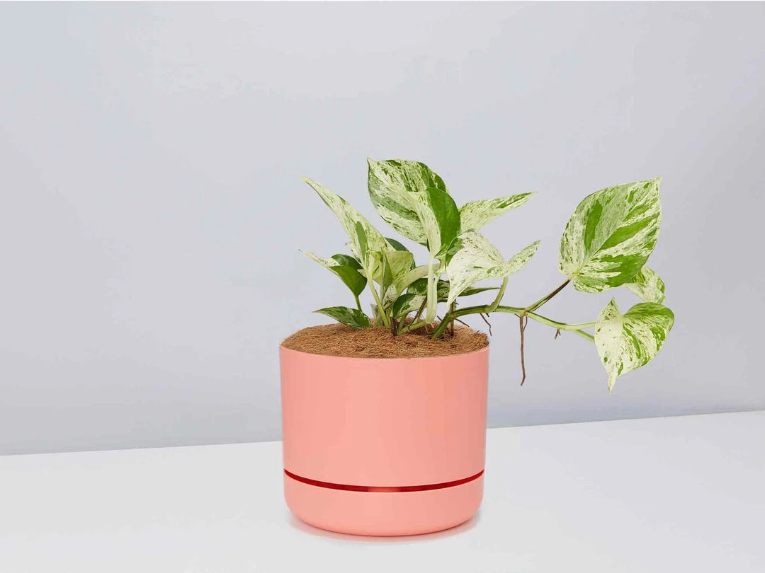 Pot + Plant Gift Box Pothos Marble Queen - Pot + Plant + Soil Pothos 'Devils Ivy' 8 Pot + Plant Gift Box Pothos Marble Queen - Pot + Plant + Soil Pothos 'Devils Ivy'