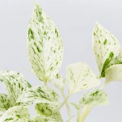 Indoor Garden Easy Care Plants Pothos Marble Queen - Plant Only