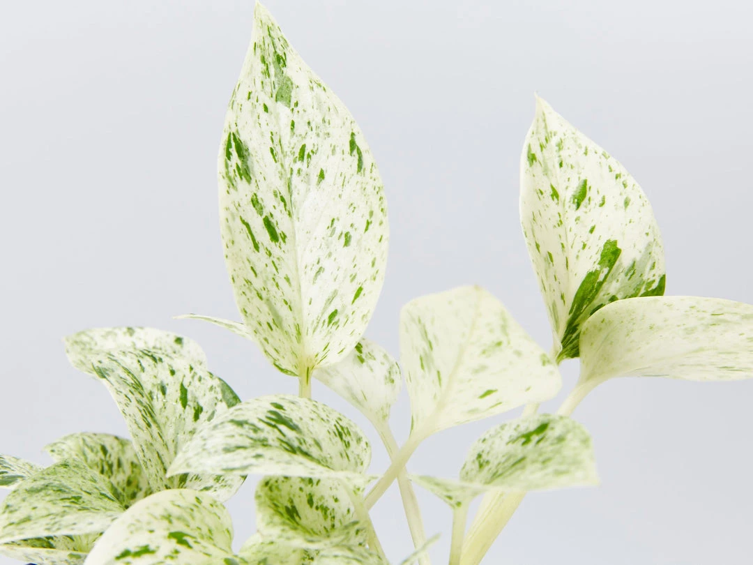 Pot + Plant Gift Box Pothos Marble Queen - Pot + Plant + Soil Pothos 'Devils Ivy' 16 Pot + Plant Gift Box Pothos Marble Queen - Pot + Plant + Soil Pothos 'Devils Ivy'