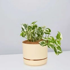 Pot + Plant Gift Box Pothos Snow Queen - Pot + Plant + Soil Easy Care Plants