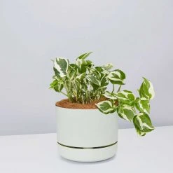 Pot + Plant Gift Box Pothos Snow Queen - Pot + Plant + Soil Easy Care Plants