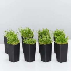 Shrubs Pratia Pedunculata