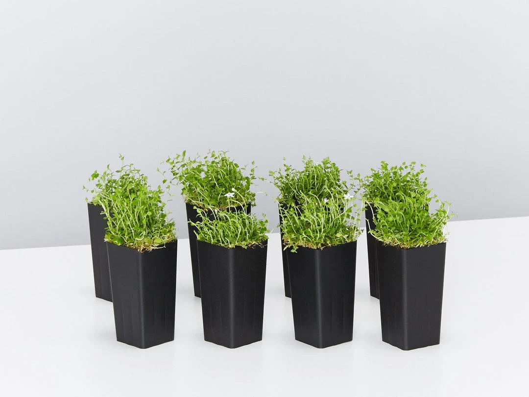 Shrubs Pratia Pedunculata 3 Shrubs Pratia Pedunculata