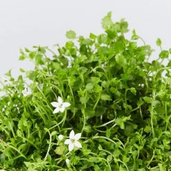 Shrubs Pratia Pedunculata