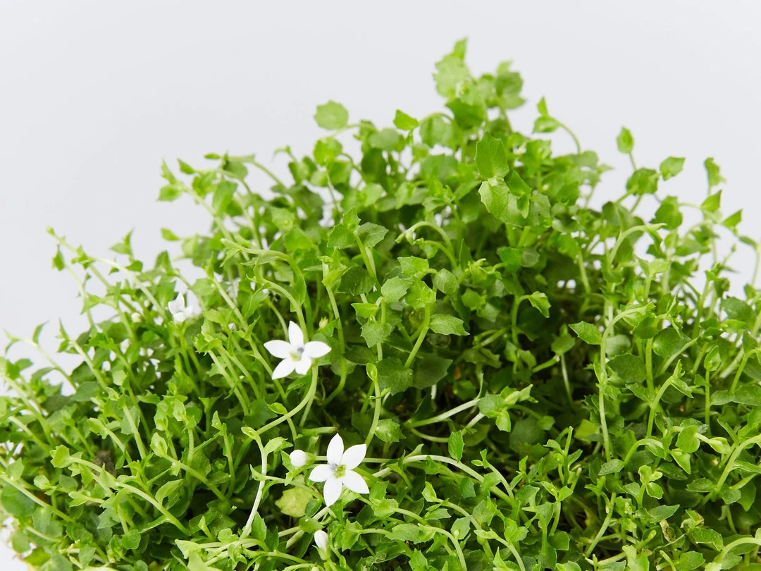 Shrubs Pratia Pedunculata 4 Shrubs Pratia Pedunculata