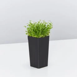 Shrubs Pratia Pedunculata 12 Shrubs Pratia Pedunculata