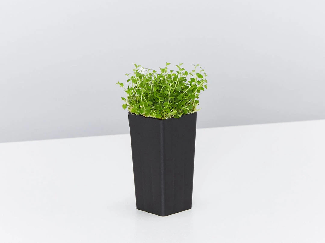 Shrubs Pratia Pedunculata 5 Shrubs Pratia Pedunculata