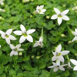 Shrubs Pratia Pedunculata 13 Shrubs Pratia Pedunculata