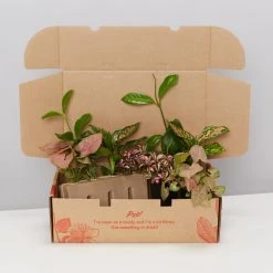 Indoor Garden Pretty-in-Pink Box