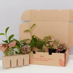 Indoor Garden Pretty-in-Pink Box